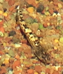 Eucyclogobius newberryi