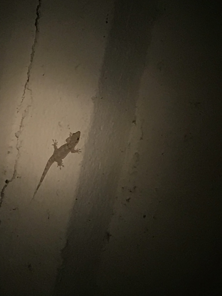 Croaking Lizard