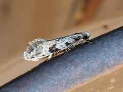 Nemapogon auropulvella