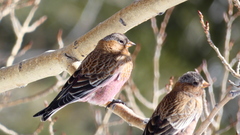 Leucosticte australis