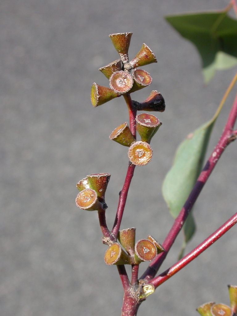 Eucalyptus alba - Wikipedia