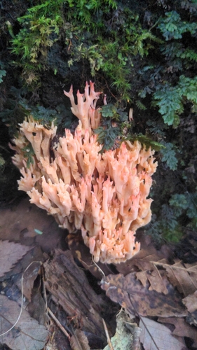 Ramaria