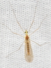 Gonomyia kansensis - Photo (c) Stephen Luk, some rights reserved (CC BY-NC), uploaded by Stephen Luk