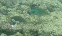 Stethojulis balteata