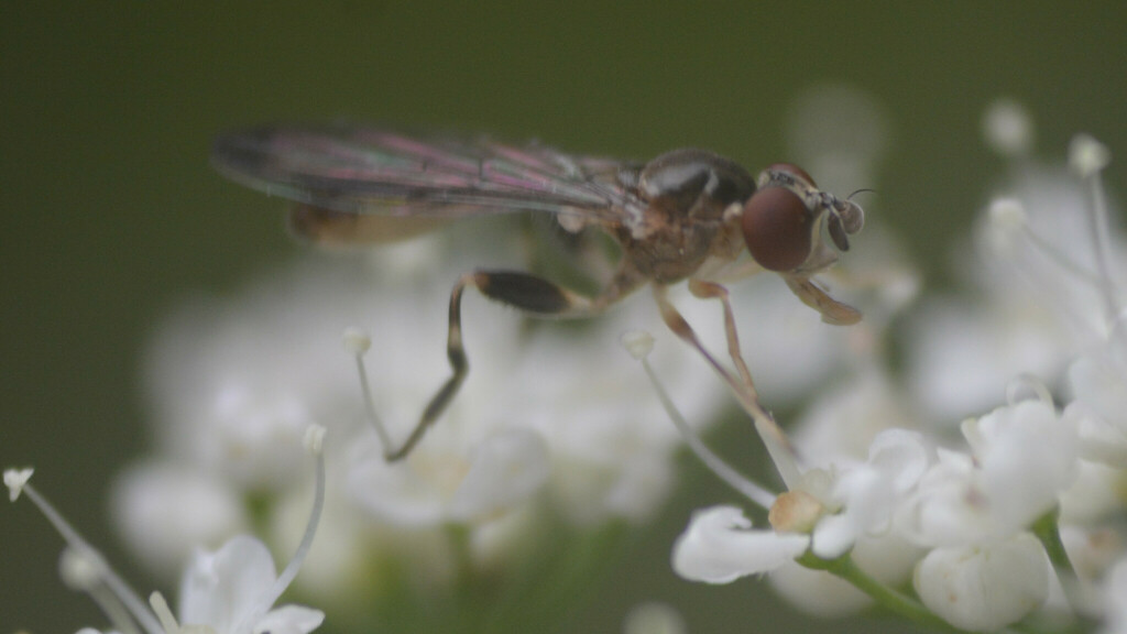 Sphegina limbipennis