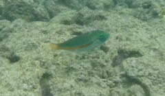 Stethojulis balteata