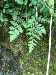 Cystopteris bulbifera
