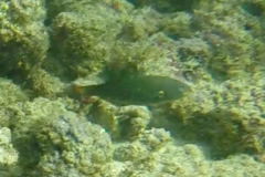 Stethojulis balteata