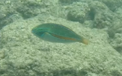 Stethojulis balteata