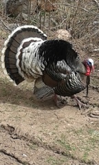 Meleagris gallopavo merriami