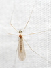 Gonomyia subcinerea - Photo (c) Stephen Luk, some rights reserved (CC BY-NC), uploaded by Stephen Luk