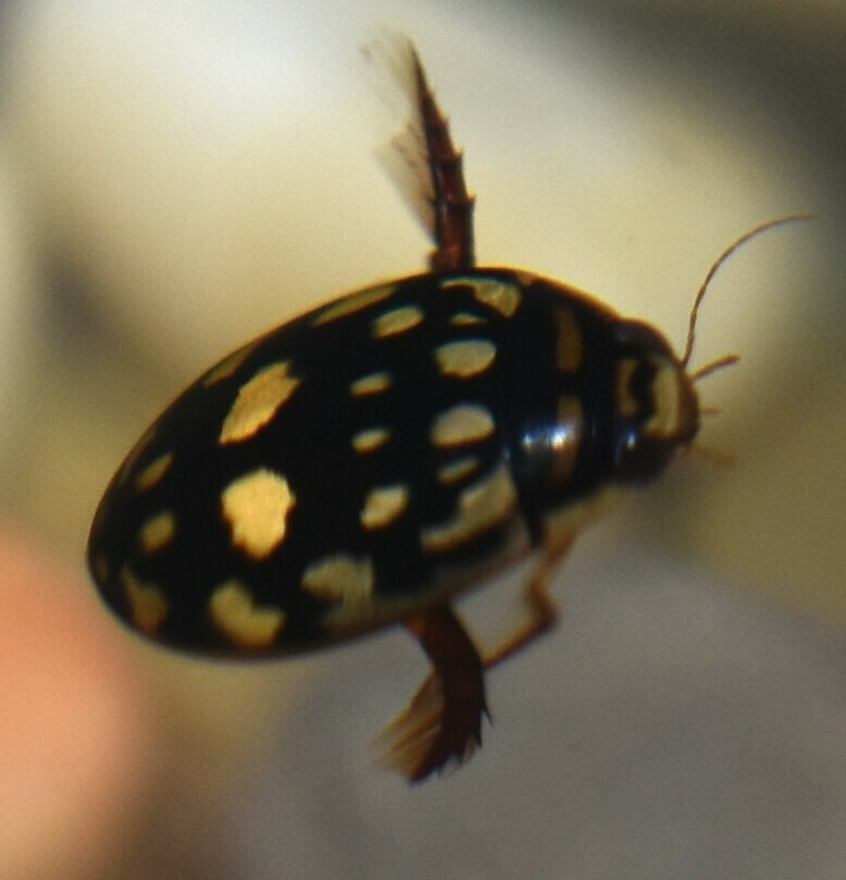 Sunburst Diving Beetle from Santa Cruz County, USAZ, US on August 3