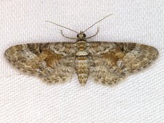 Eupithecia anticaria