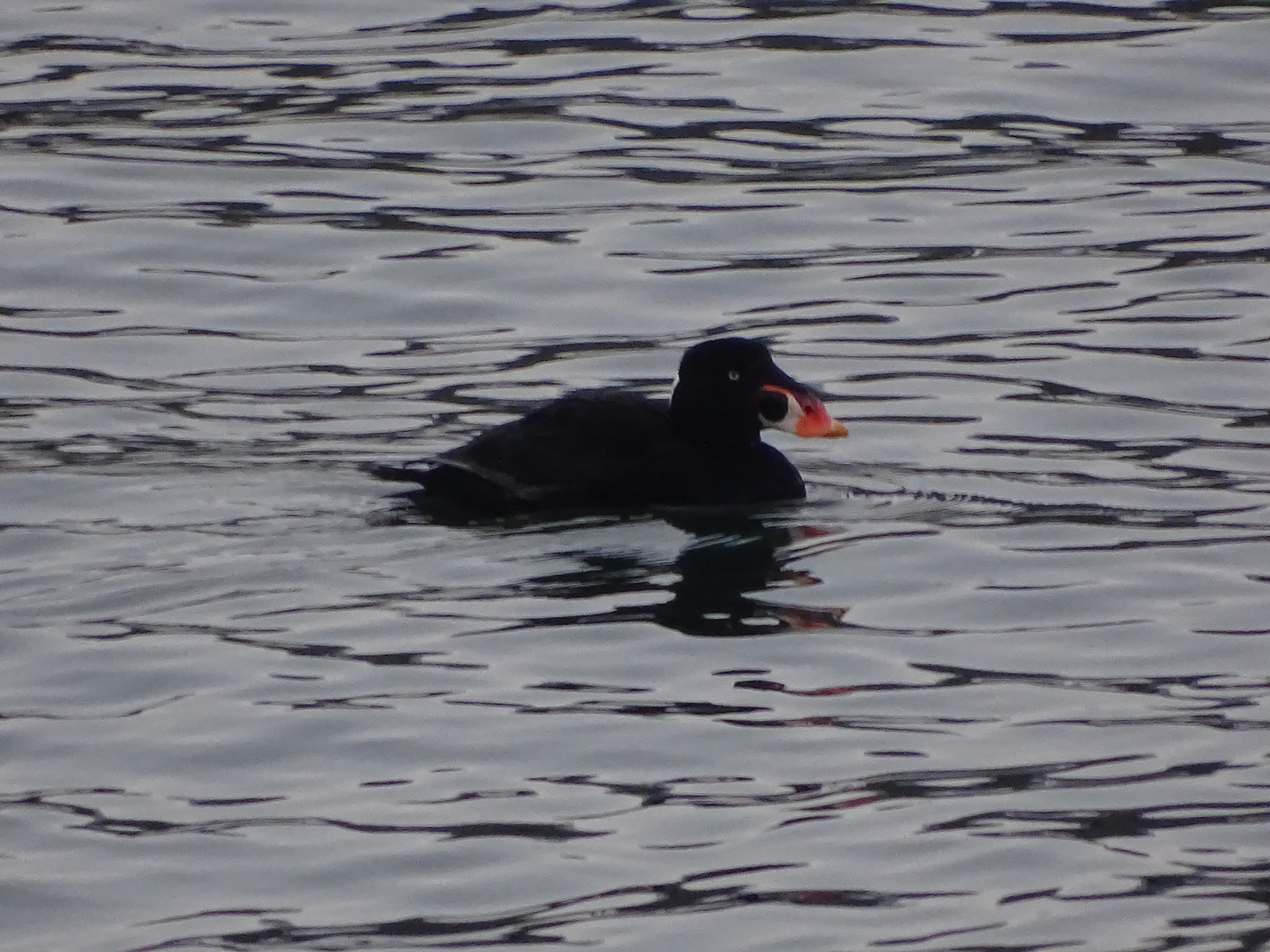 Surf Scoter