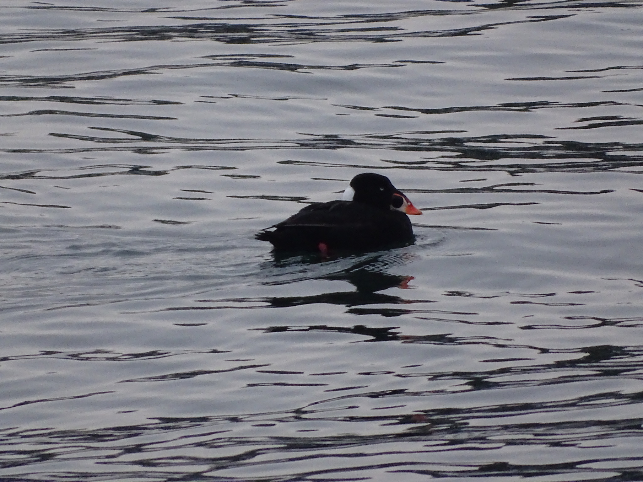 Surf Scoter