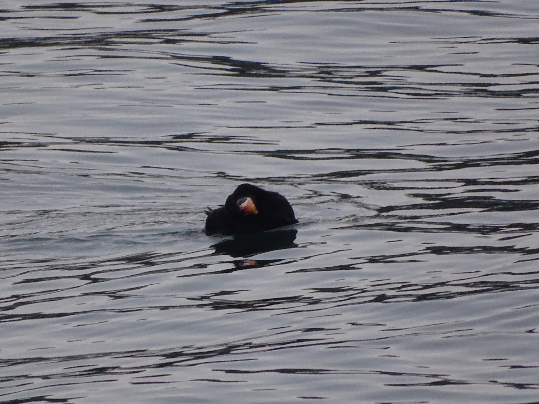 Surf Scoter