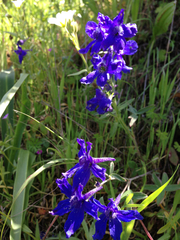 Delphinium decorum