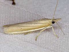 Pima albiplagiatella