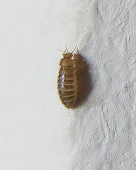 Thylodrias contractus