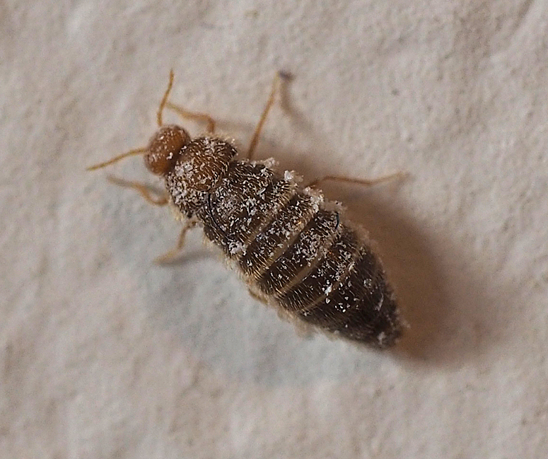 Odd Beetle