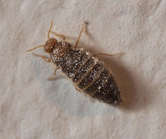 Thylodrias contractus
