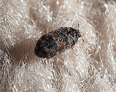 Trogoderma ornatum