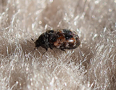 Trogoderma ornatum