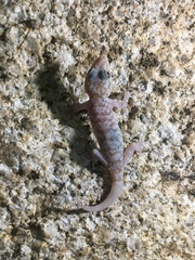 Phyllodactylus nocticolus