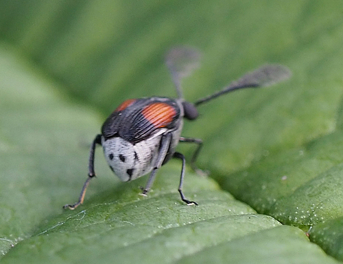 Red Megacerus photo 2