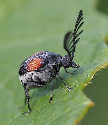 Red Megacerus photo 3