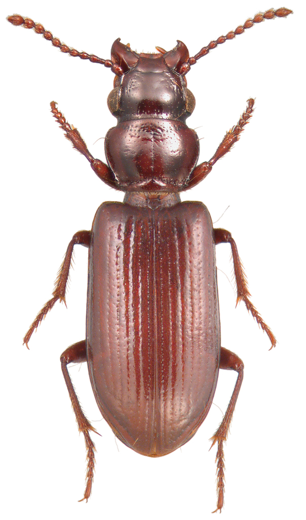 stink beetle