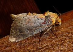 Achatodes zeae