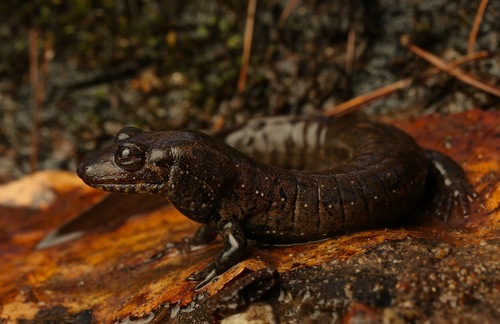 Southern Blackbelly Salamander