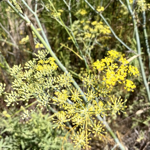 iNaturalist observation photo of fennel