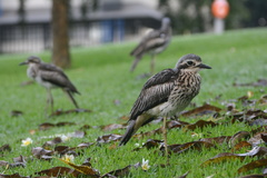 Bush Stone-Curlew photo 2