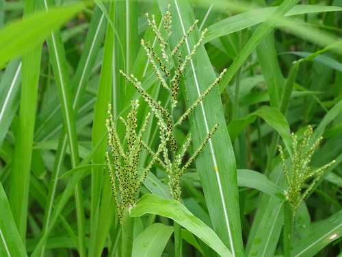 Image of Urochloa fusca by (c) Alexis López Hernández, some rights reserved (CC BY)