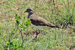 Vanellus melanopterus