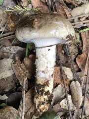 Cortinarius glaucopus