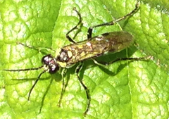 Tenthredininae