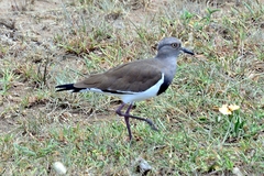 Vanellus melanopterus