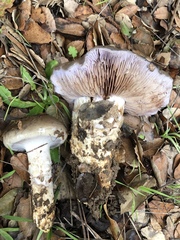Cortinarius glaucopus