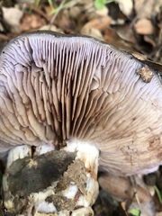Cortinarius glaucopus