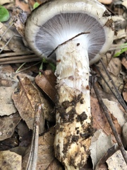 Cortinarius glaucopus