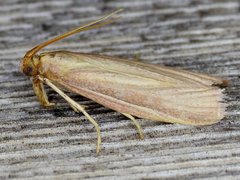 Peoria gematella