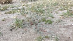 Astragalus insularis harwoodii