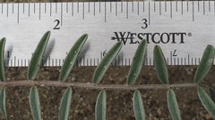 Astragalus insularis harwoodii