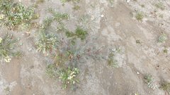 Astragalus insularis harwoodii