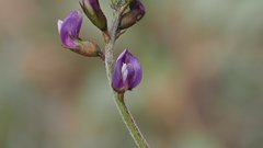 Astragalus insularis harwoodii
