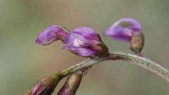 Astragalus insularis harwoodii