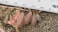 Astragalus insularis harwoodii